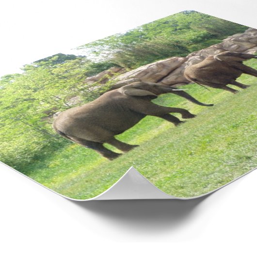 アフリカゾウ ポスター (角)