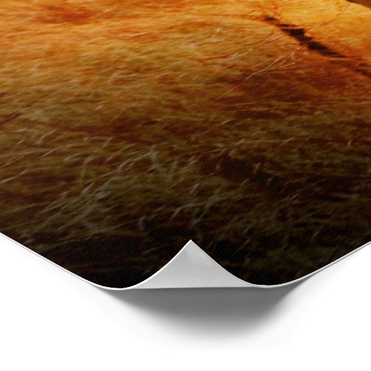 アフリカゾウ ポスター (角)