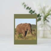 アフリカゾウ ポストカード (スタンド正面)