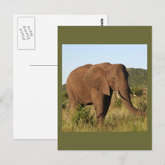 アフリカゾウ ポストカード (正面/裏面)