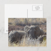 アフリカゾウ ポストカード (正面/裏面)