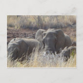 アフリカゾウ ポストカード (正面)