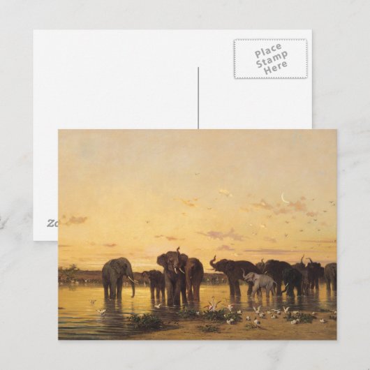 アフリカゾウ ポストカード (正面/裏面)