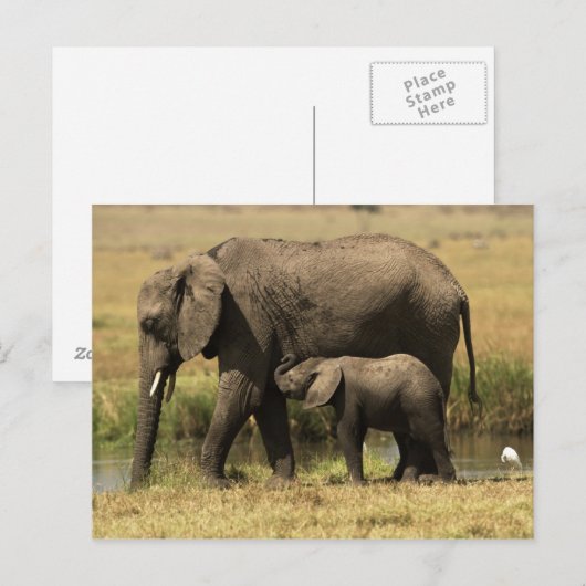 アフリカゾウ ポストカード (正面/裏面)