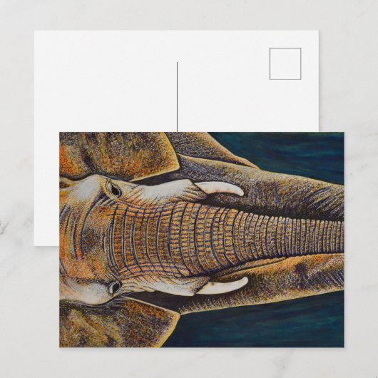 アフリカゾウ ポストカード (正面/裏面)