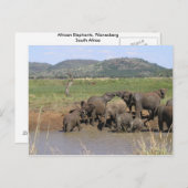 アフリカゾウ ポストカード (正面/裏面)