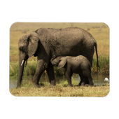 アフリカゾウ マグネット (横)