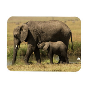 アフリカゾウ マグネット