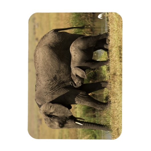 アフリカゾウ マグネット (縦)