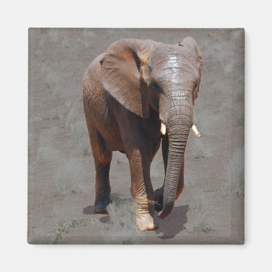 アフリカゾウ マグネット (正面)