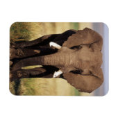 アフリカゾウ マグネット (横)