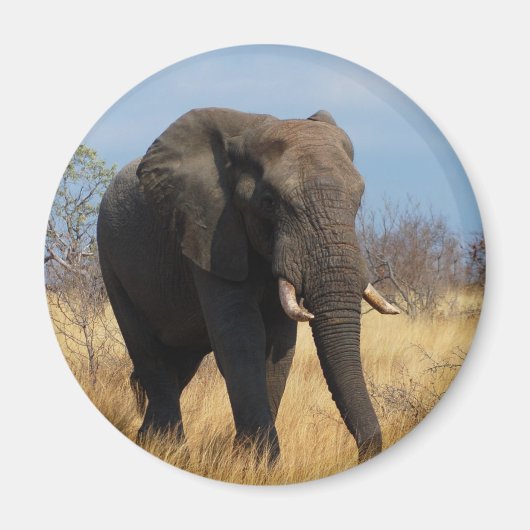 アフリカゾウ マグネット (正面)