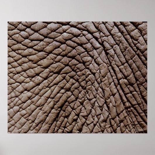 アフリカゾウ(ロキソドンタアフリカナ)の皮膚 ポスター (正面)