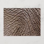 アフリカゾウ（ロキソドンタアフリカナ）の皮膚 ポストカード (正面)