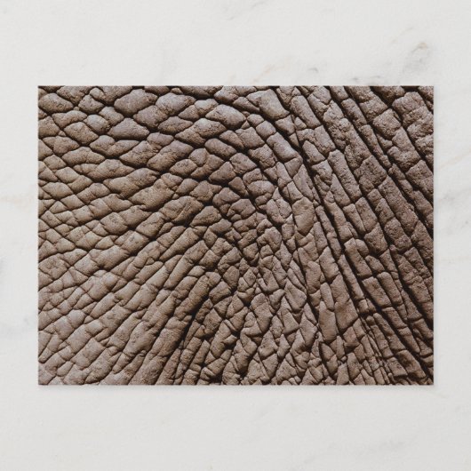 アフリカゾウ（ロキソドンタアフリカナ）の皮膚 ポストカード (正面)