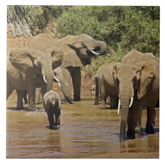 アフリカゾウ、ロキソドンタアフリカナ、サンブル タイル (正面)