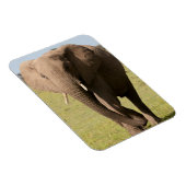 アフリカゾウ（ロキソドンタアフリカナ）、マサイ マグネット (右側)