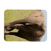 アフリカゾウ（ロキソドンタアフリカナ）、マサイ マグネット (横)