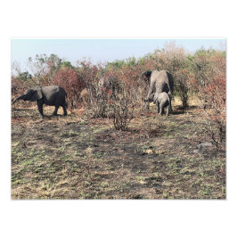 アフリカゾウ 写真立て フォトプリント