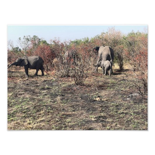 アフリカゾウ 写真立て フォトプリント (正面)