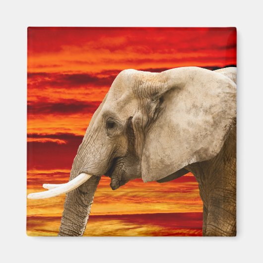 アフリカゾウ – 冷蔵庫用マグネット マグネット (正面)