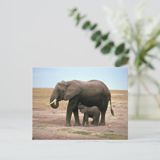 アフリカゾウ – 小型カーフ看護 ポストカード (スタンド正面)