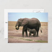アフリカゾウ – 小型カーフ看護 ポストカード (正面/裏面)
