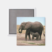 アフリカゾウ – 小型カーフ看護 マグネット (正面/裏面)