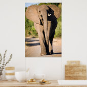 アフリカゾウ (Loxodonta Africana) のウォーク ポスター (キッチン)