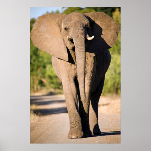 アフリカゾウ (Loxodonta Africana) のウォーク ポスター
