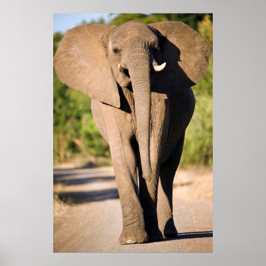 アフリカゾウ (Loxodonta Africana) のウォーク ポスター (正面)
