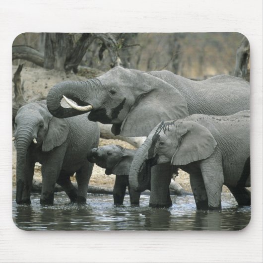 アフリカゾウ (Loxodonta africana) の飲水 マウスパッド (正面)