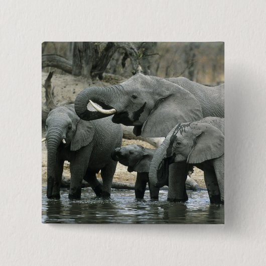 アフリカゾウ (Loxodonta africana) の飲水 缶バッジ (正面)