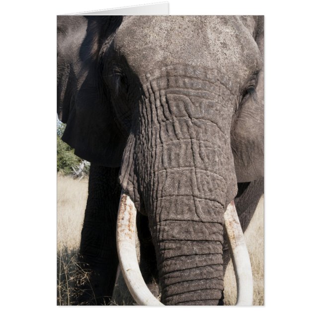 アフリカゾウ (Loxodonta africana)、アブキャンプ3 (正面)