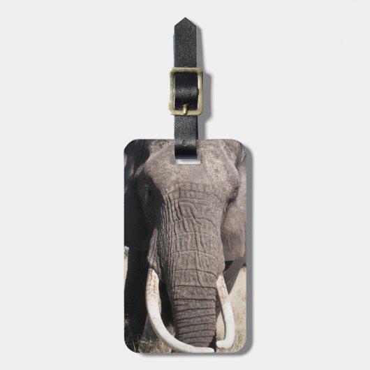 アフリカゾウ (Loxodonta africana)、アブキャンプ3 ラゲッジタグ (正面縦)