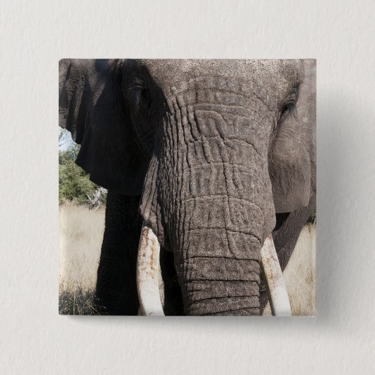 アフリカゾウ (Loxodonta africana)、アブキャンプ3 缶バッジ (正面)
