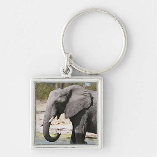 アフリカゾウ (Loxodonta africana), サブテ水路 キーホルダー (正面)