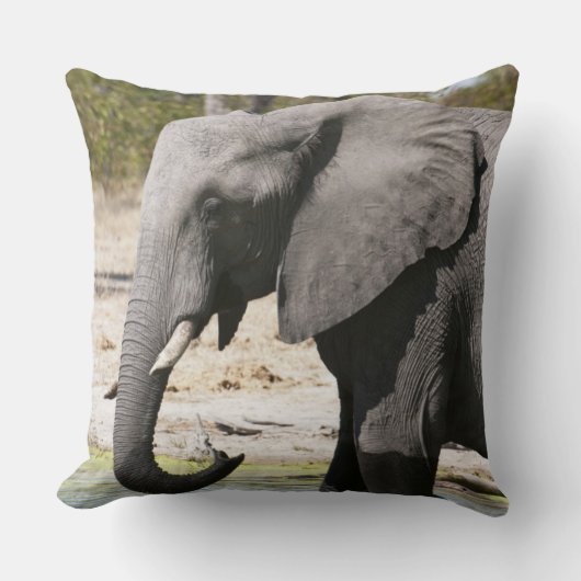アフリカゾウ (Loxodonta africana)、サブテ水路 クッション (正面)