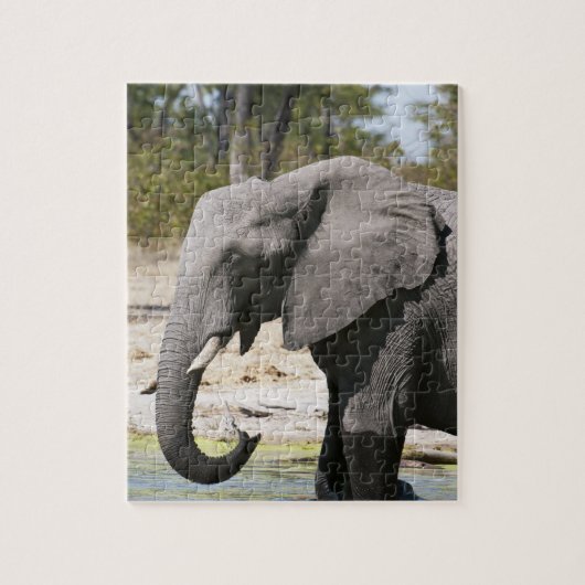 アフリカゾウ (Loxodonta africana), サブテ水路 ジグソーパズル (縦)