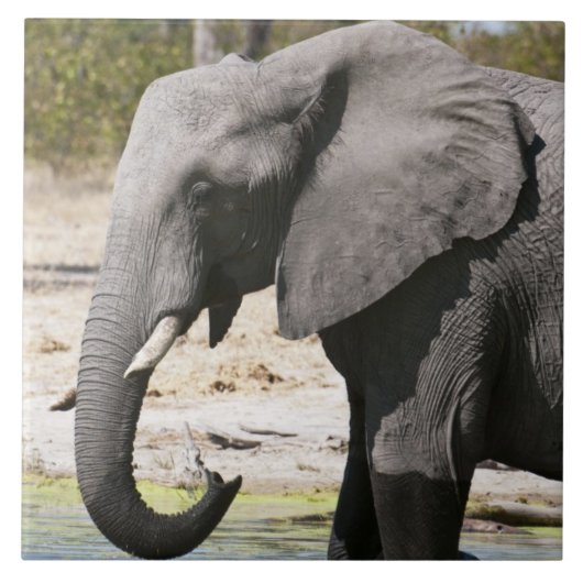アフリカゾウ (Loxodonta africana)、サブテ水路 タイル (正面)