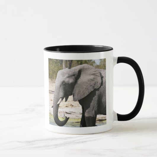 アフリカゾウ (Loxodonta africana)、サブテ水路 マグカップ (右)