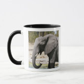 アフリカゾウ (Loxodonta africana)、サブテ水路 マグカップ (左)