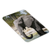 アフリカゾウ (Loxodonta africana)、サブテ水路 マグネット (右側)
