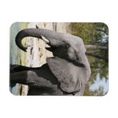 アフリカゾウ (Loxodonta africana)、サブテ水路 マグネット (横)