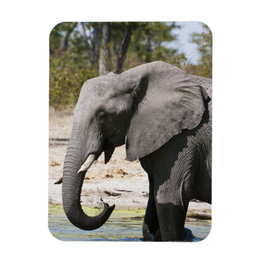 アフリカゾウ (Loxodonta africana)、サブテ水路 マグネット (縦)