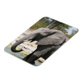 アフリカゾウ (Loxodonta africana)、サブテ水路 マグネット (左側)