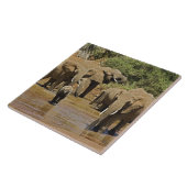 アフリカゾウ, Loxodonta Africana, サンブル タイル (側面)