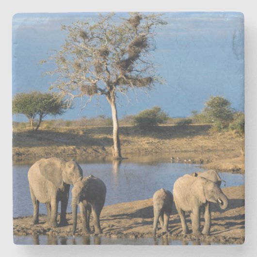 アフリカゾウ (Loxodonta Africana) ストーンコースター (正面)