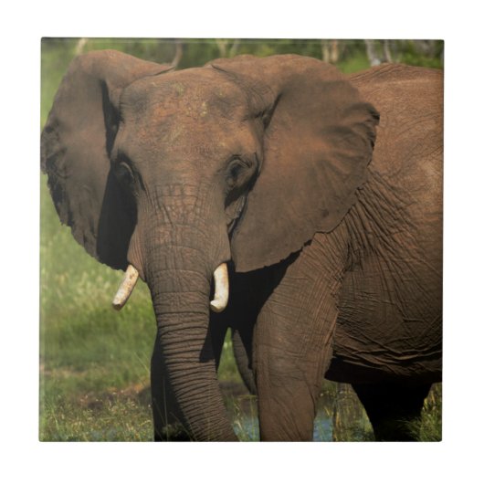 アフリカゾウ (Loxodonta Africana) ファンゲ国立 タイル (正面)