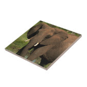アフリカゾウ (Loxodonta Africana) ファンゲ国立 タイル (側面)